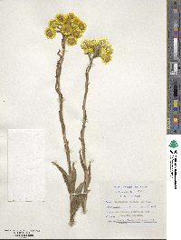 Helichrysum foetidum image