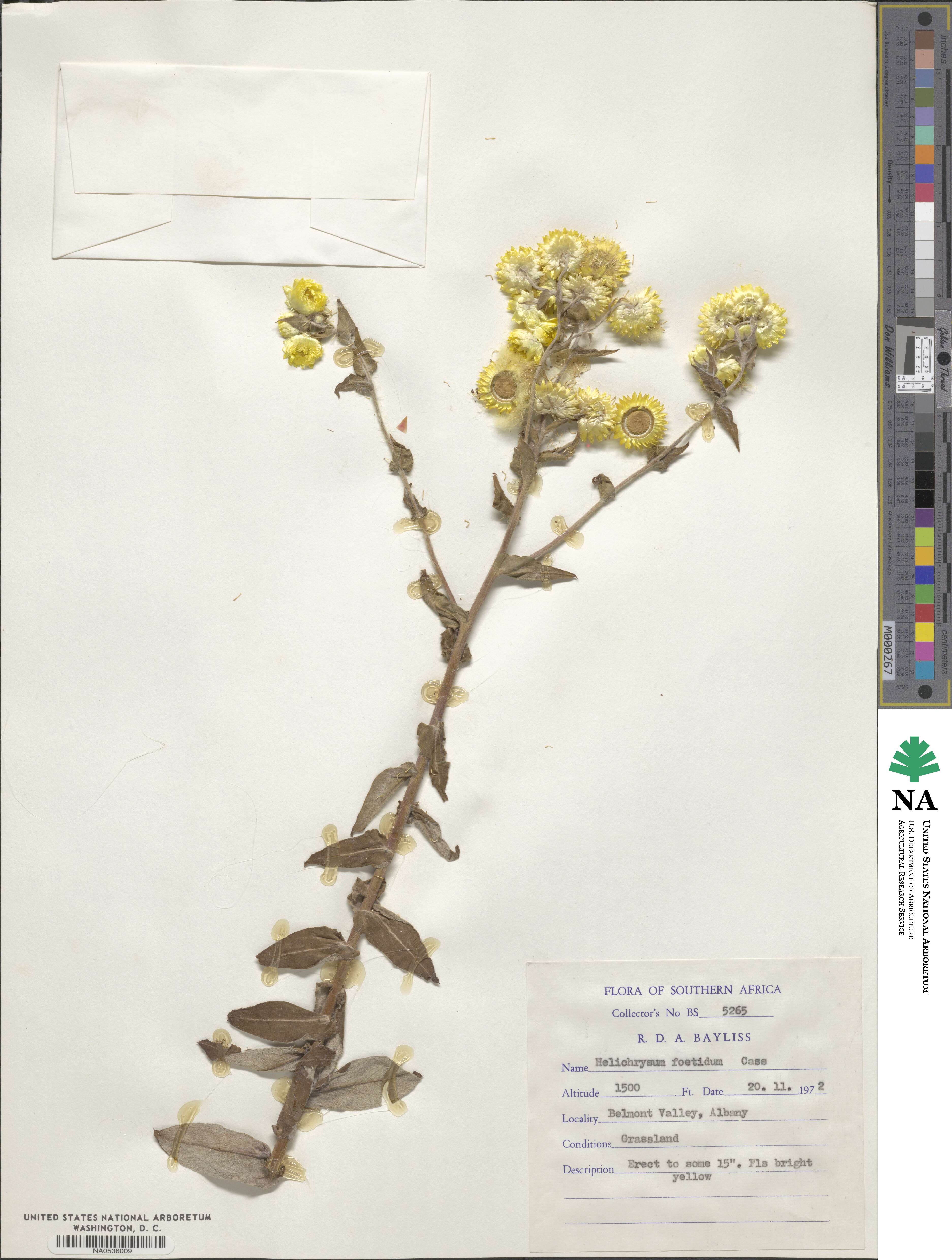 Helichrysum foetidum image