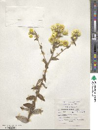 Helichrysum foetidum image