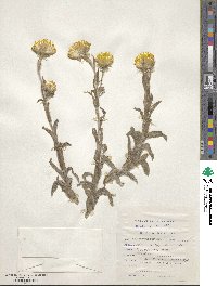 Helichrysum foetidum image