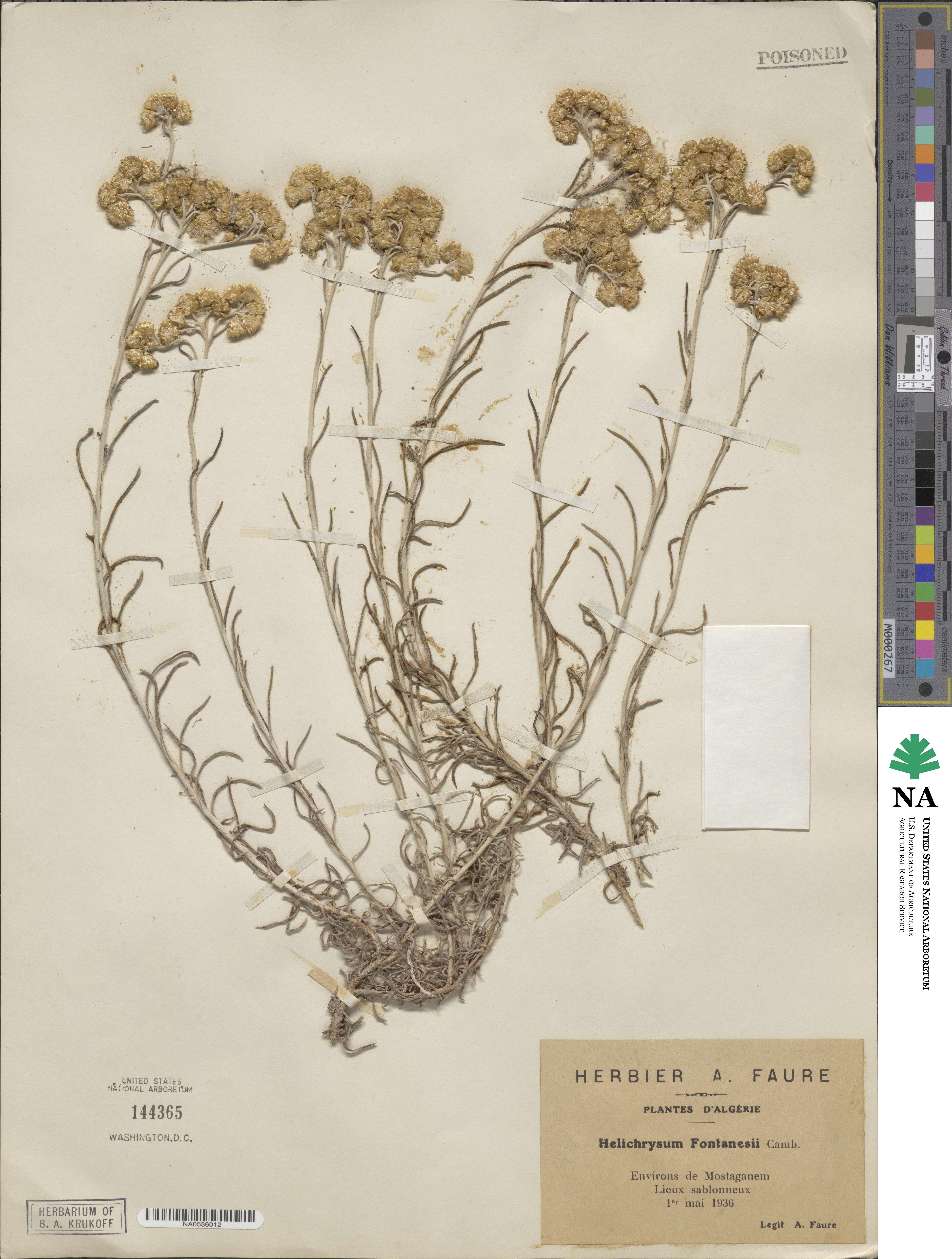 Helichrysum pendulum image