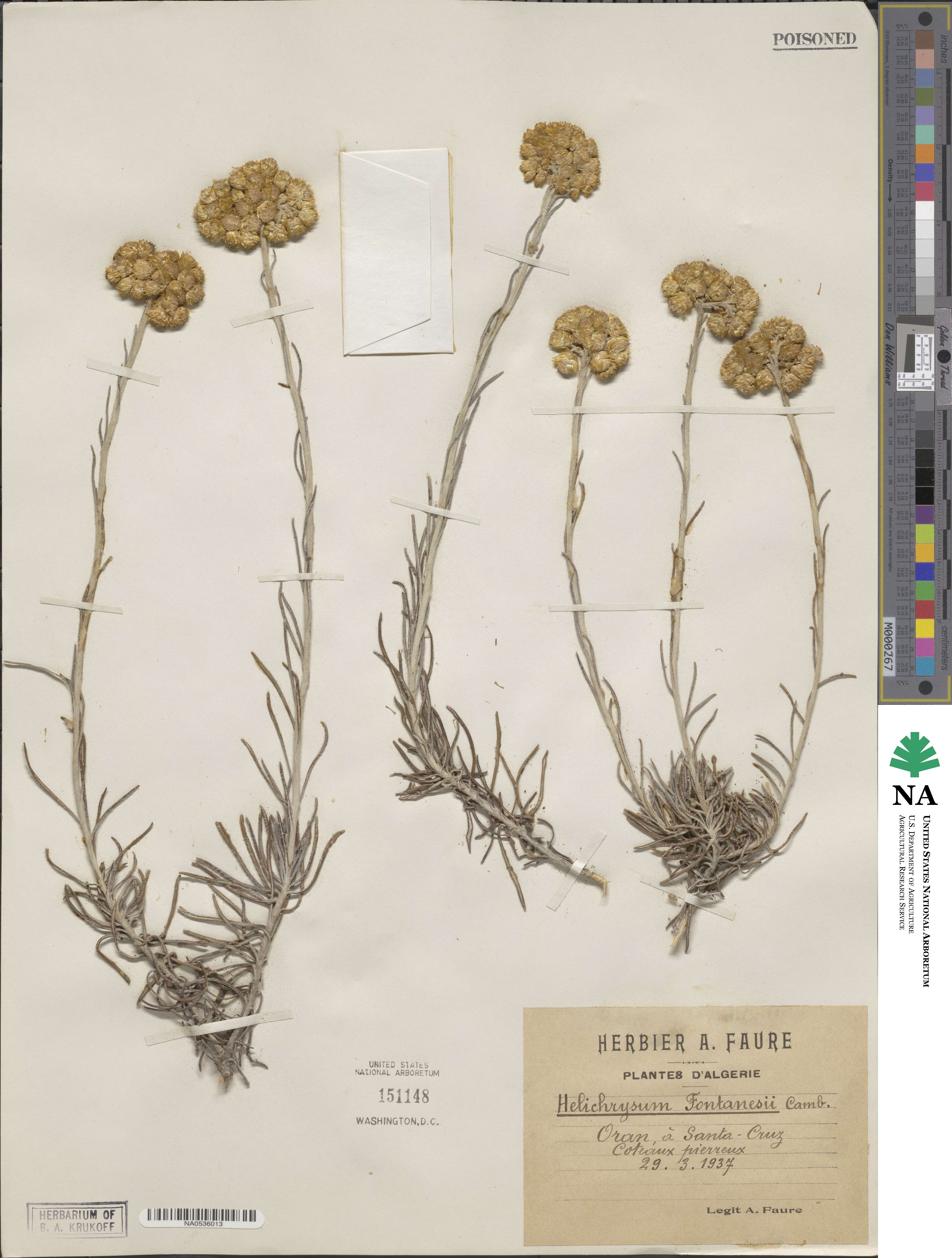 Helichrysum pendulum image