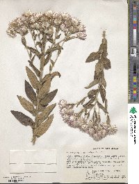 Image of Helichrysum formosissimum