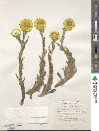 Helichrysum aureum image