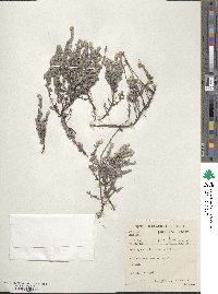 Helichrysum griseolanatum image