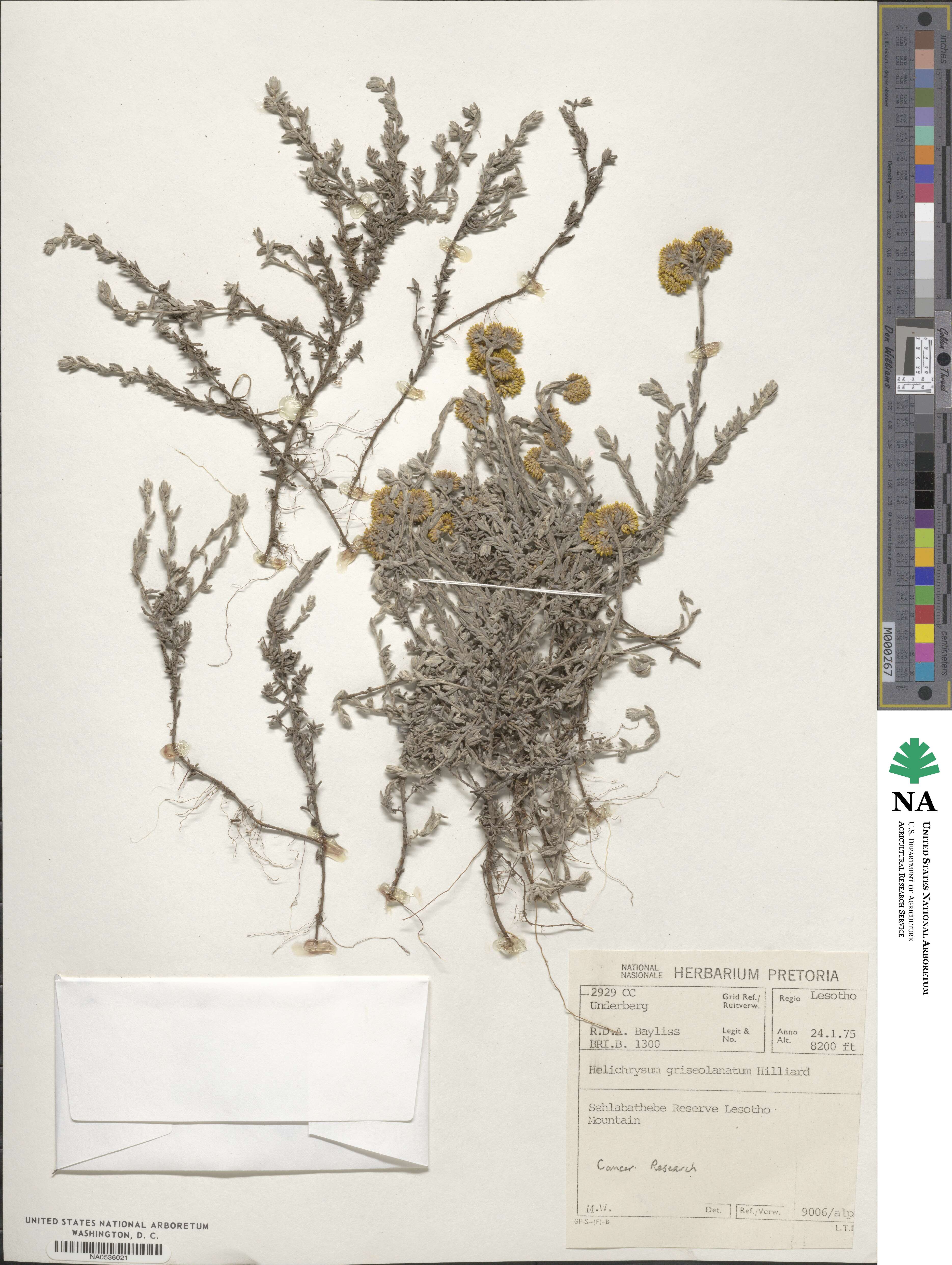 Helichrysum griseolanatum image