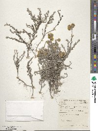 Helichrysum griseolanatum image