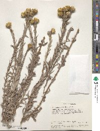 Image of Helichrysum kirkii