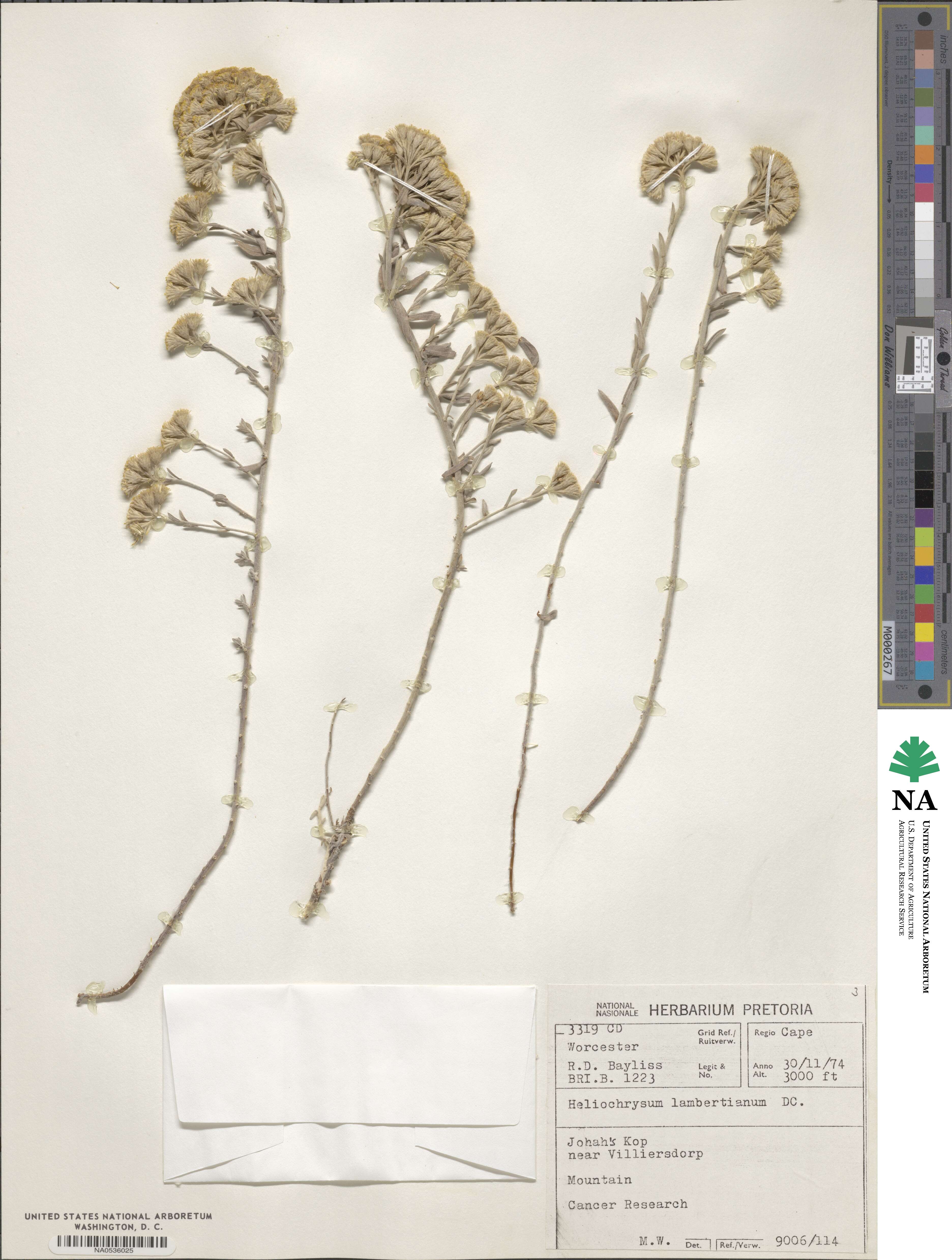 Helichrysum lambertianum image