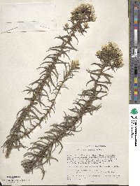 Image of Helichrysum argyranthum