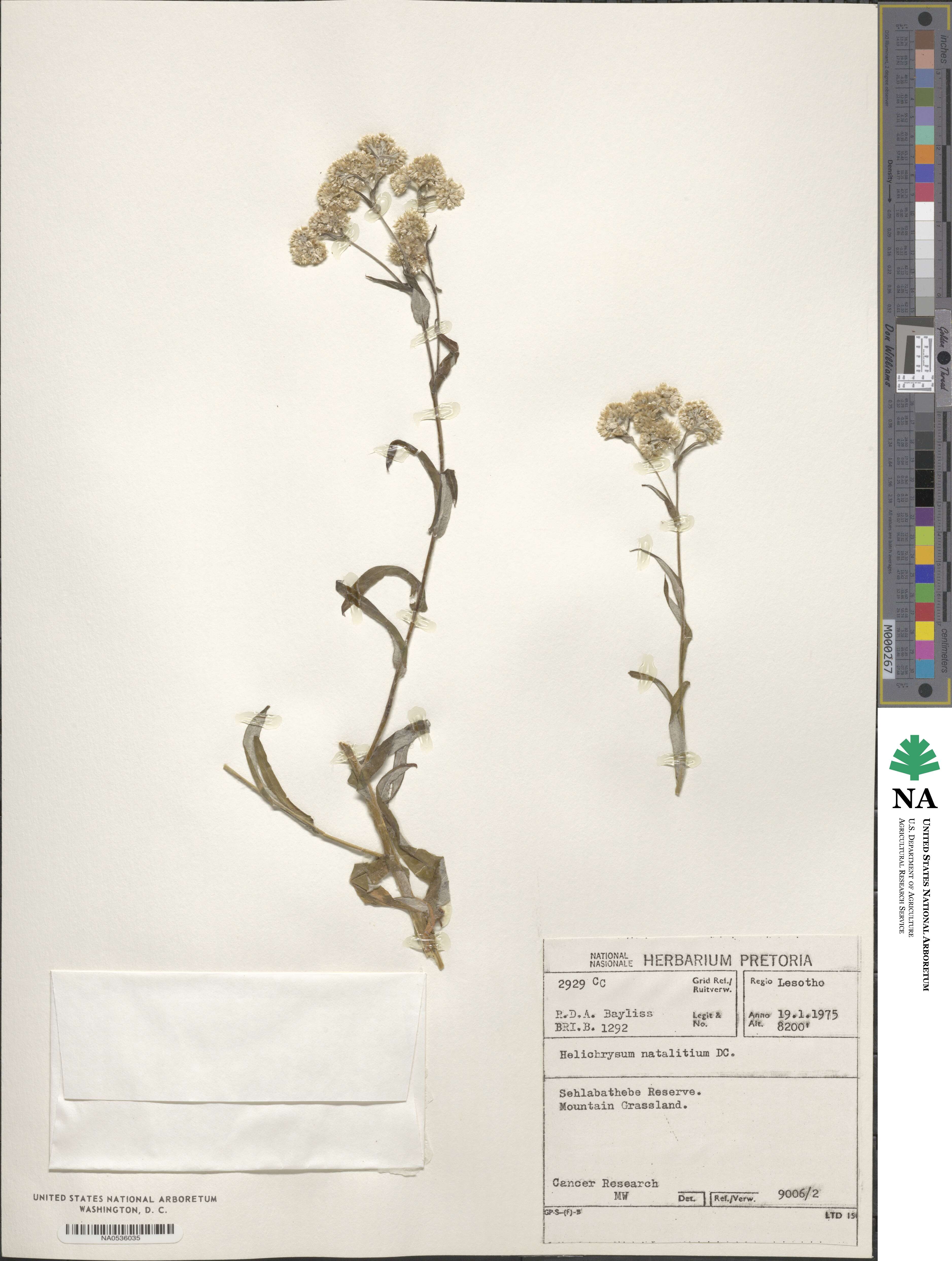 Helichrysum natalitium image