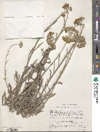 Helichrysum odoratissimum image