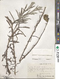 Helichrysum odoratissimum image