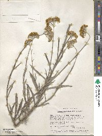 Helichrysum odoratissimum image