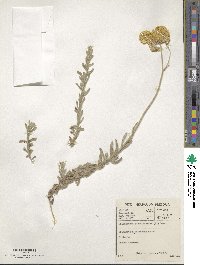 Helichrysum odoratissimum image