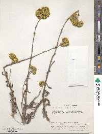 Helichrysum odoratissimum image