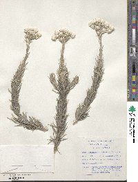 Achyranthemum paniculatum image