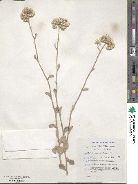 Helichrysum petiolare image