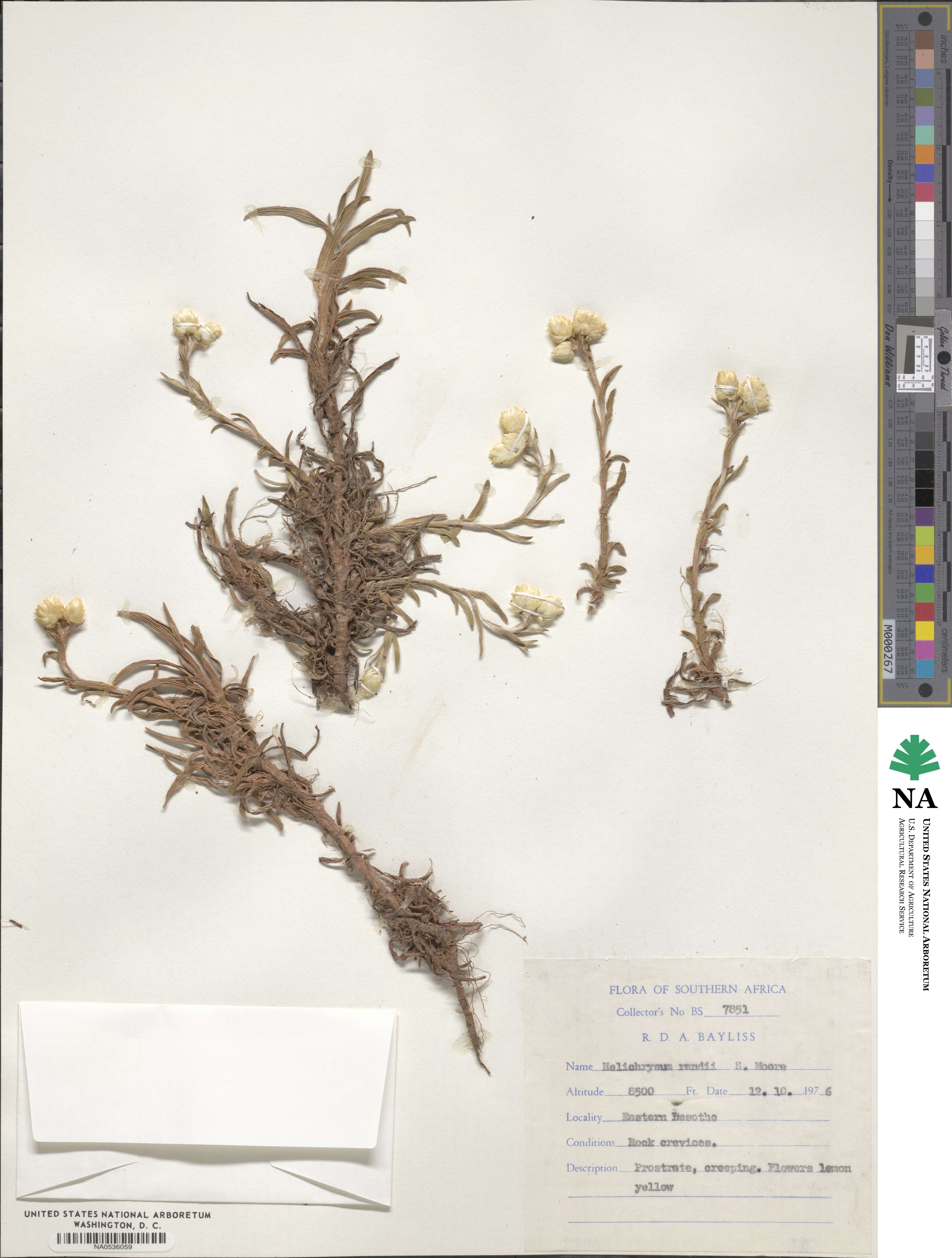 Helichrysum chionosphaerum image