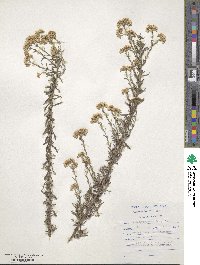 Helichrysum rosum image