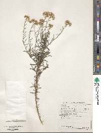 Helichrysum rosum image