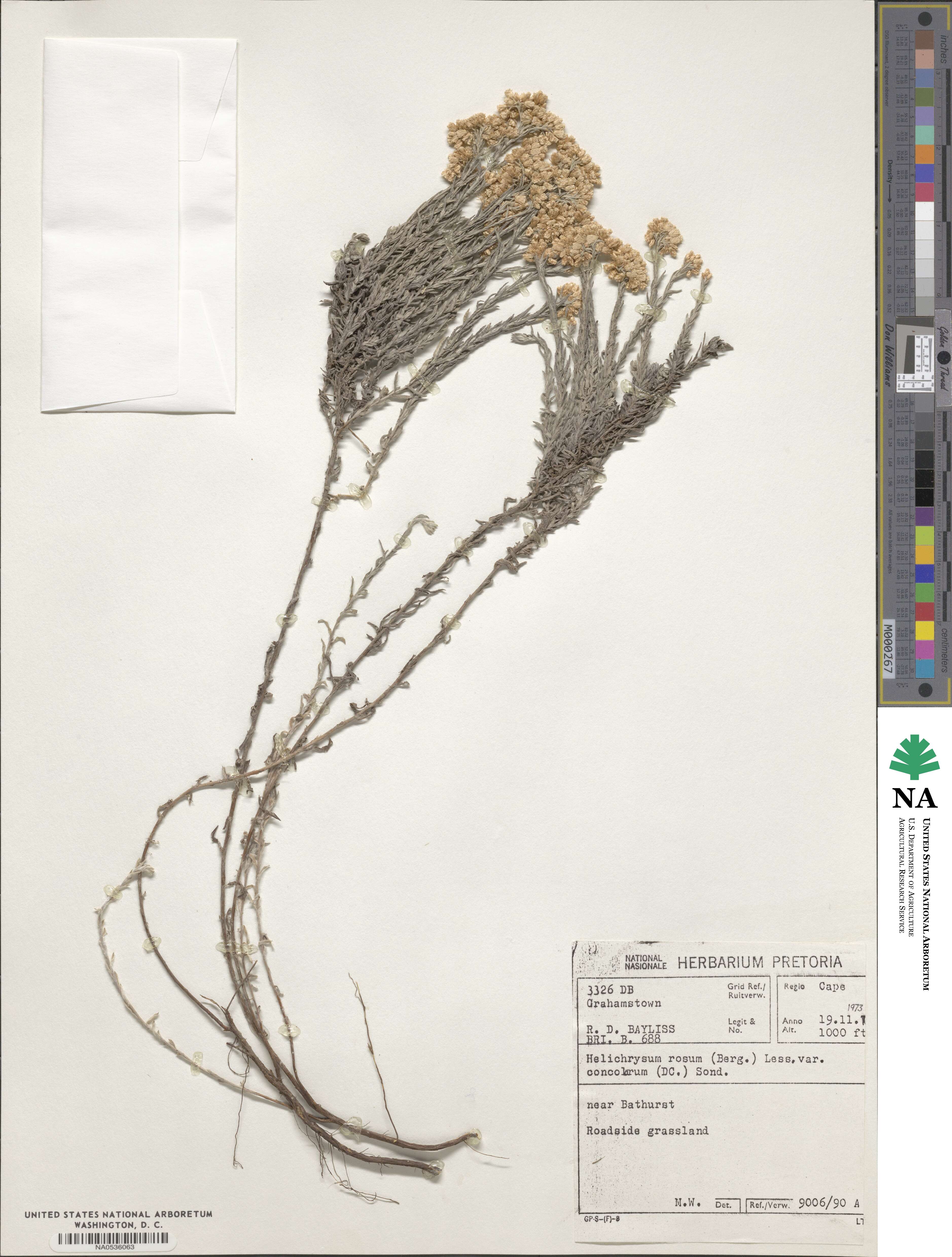 Helichrysum rosum image