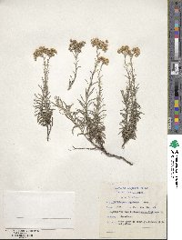 Helichrysum rugulosum image