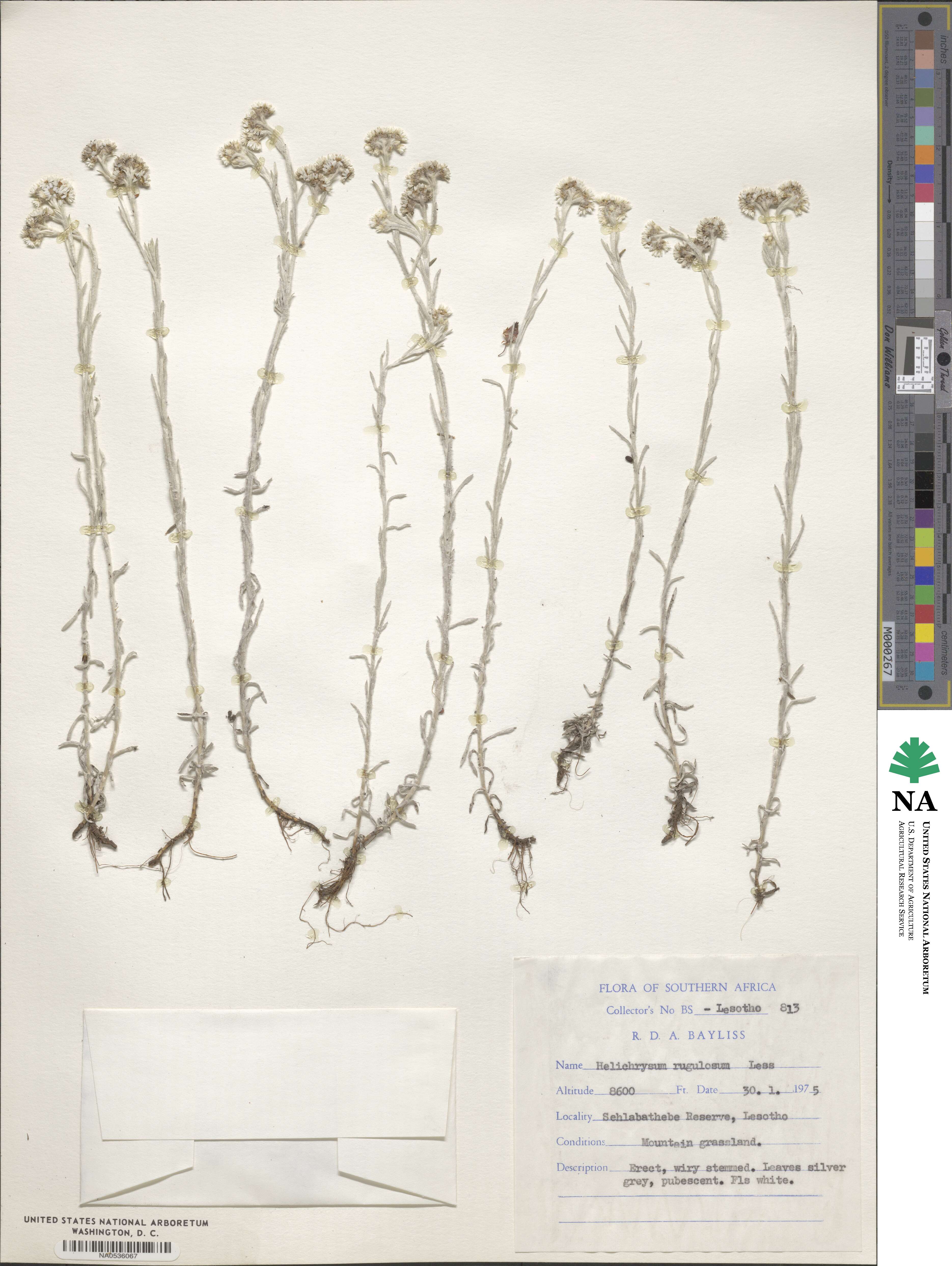 Helichrysum rugulosum image