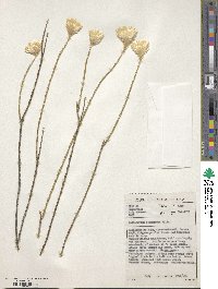 Edmondia sesamoides image