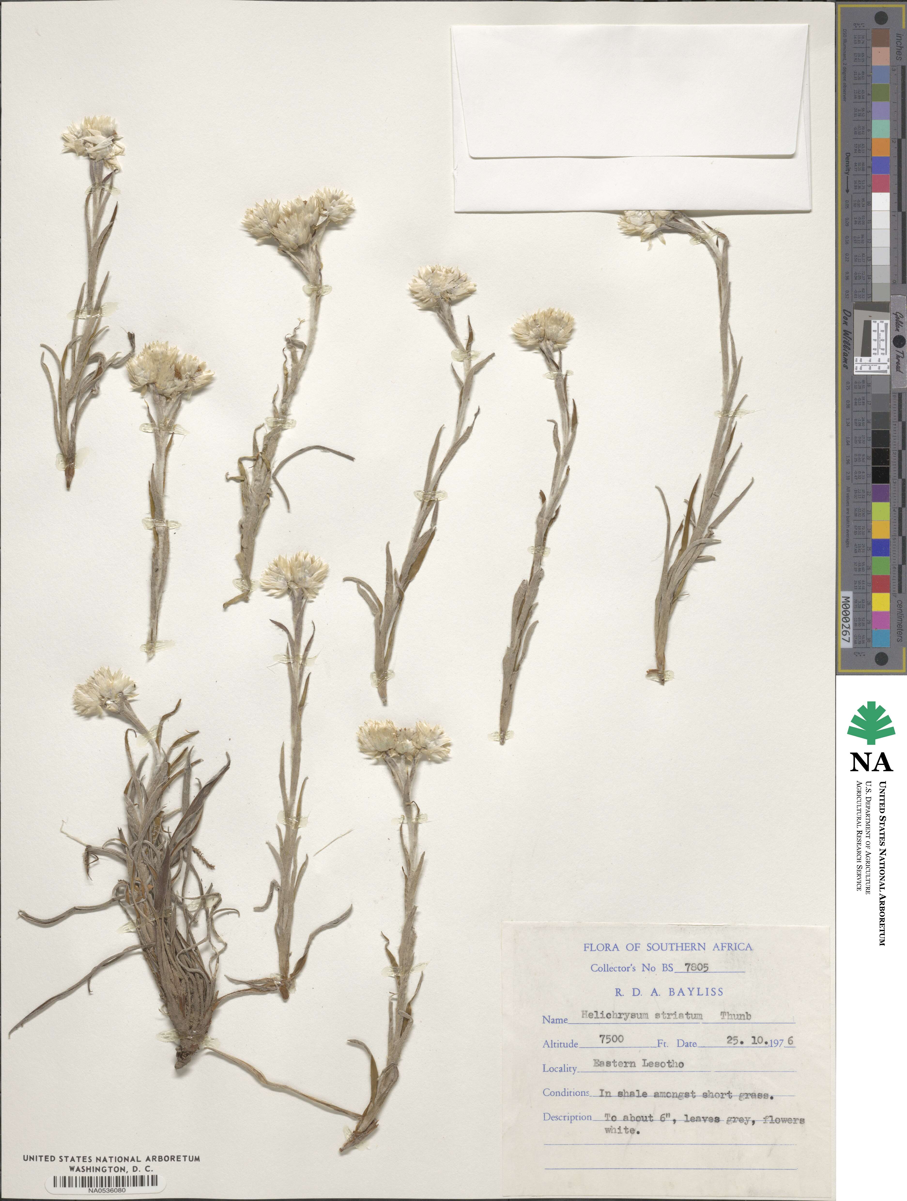 Achyranthemum striatum image