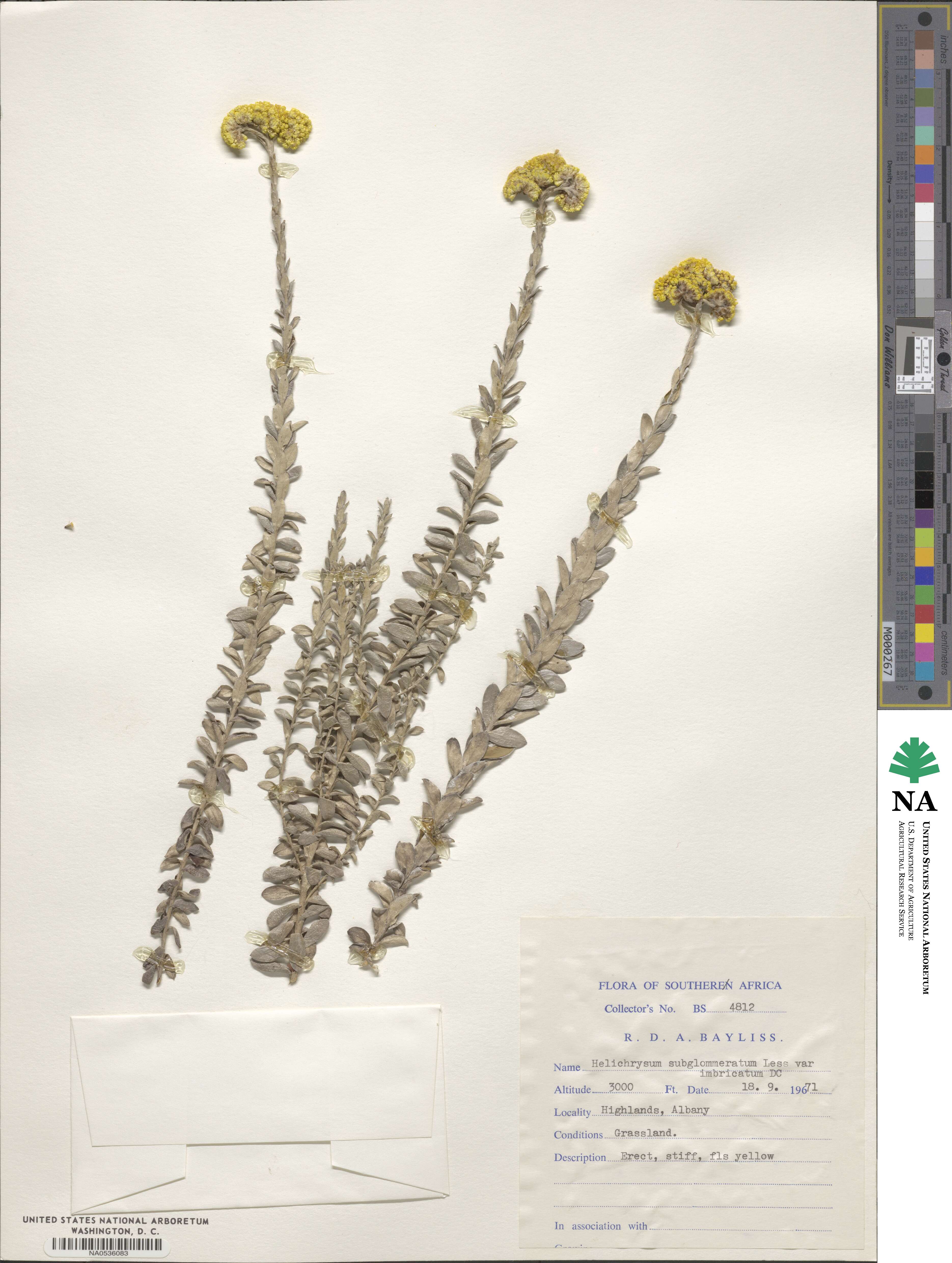 Helichrysum albanense image