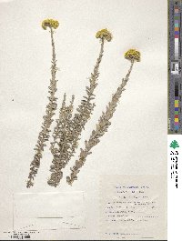 Image of Helichrysum albanense