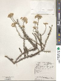 Helichrysum teretifolium image