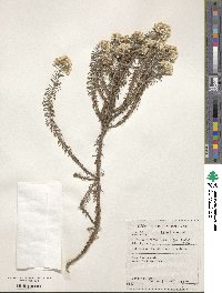 Helichrysum teretifolium image