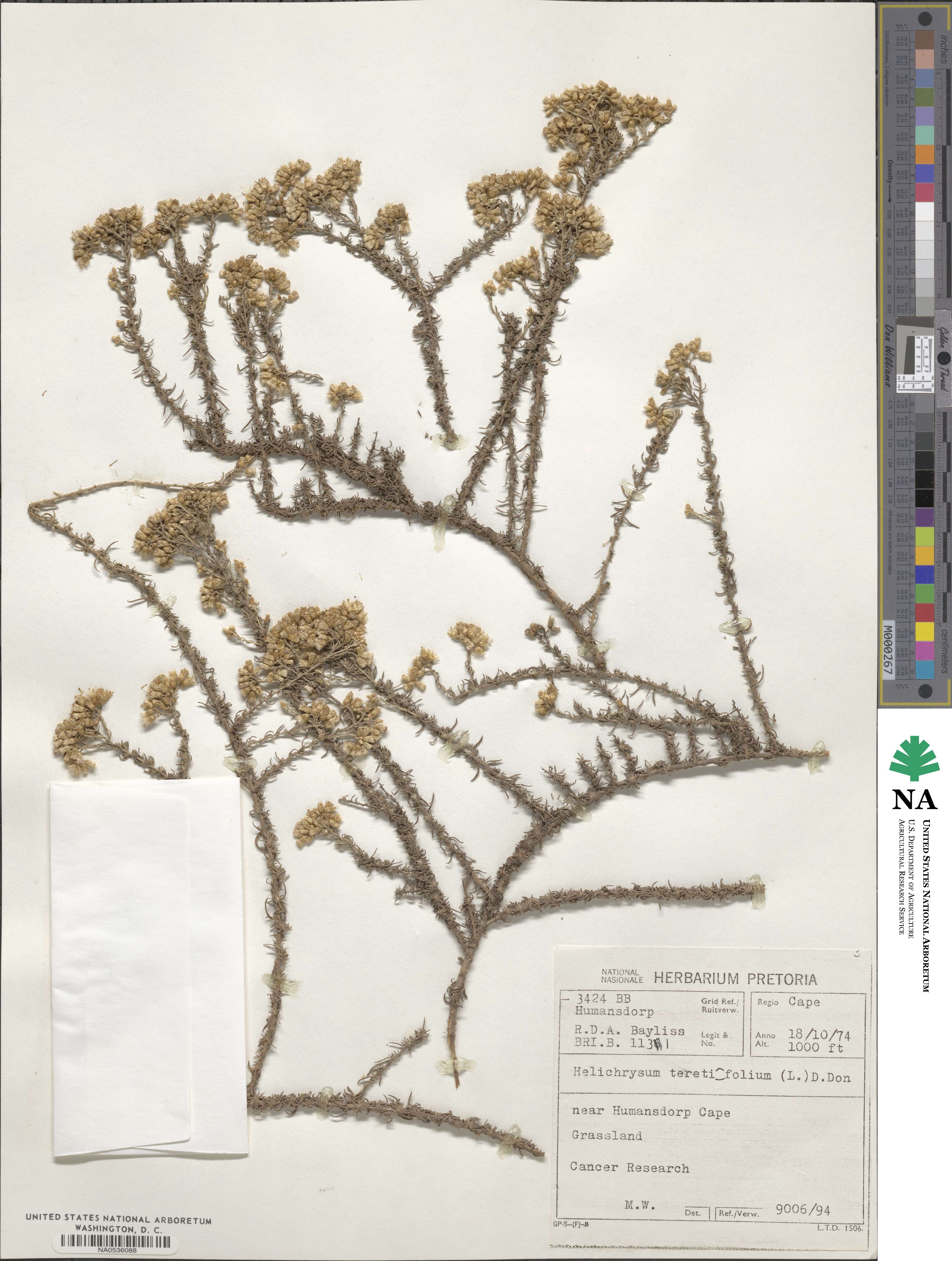 Helichrysum teretifolium image