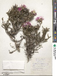 Helichrysum vestitum image