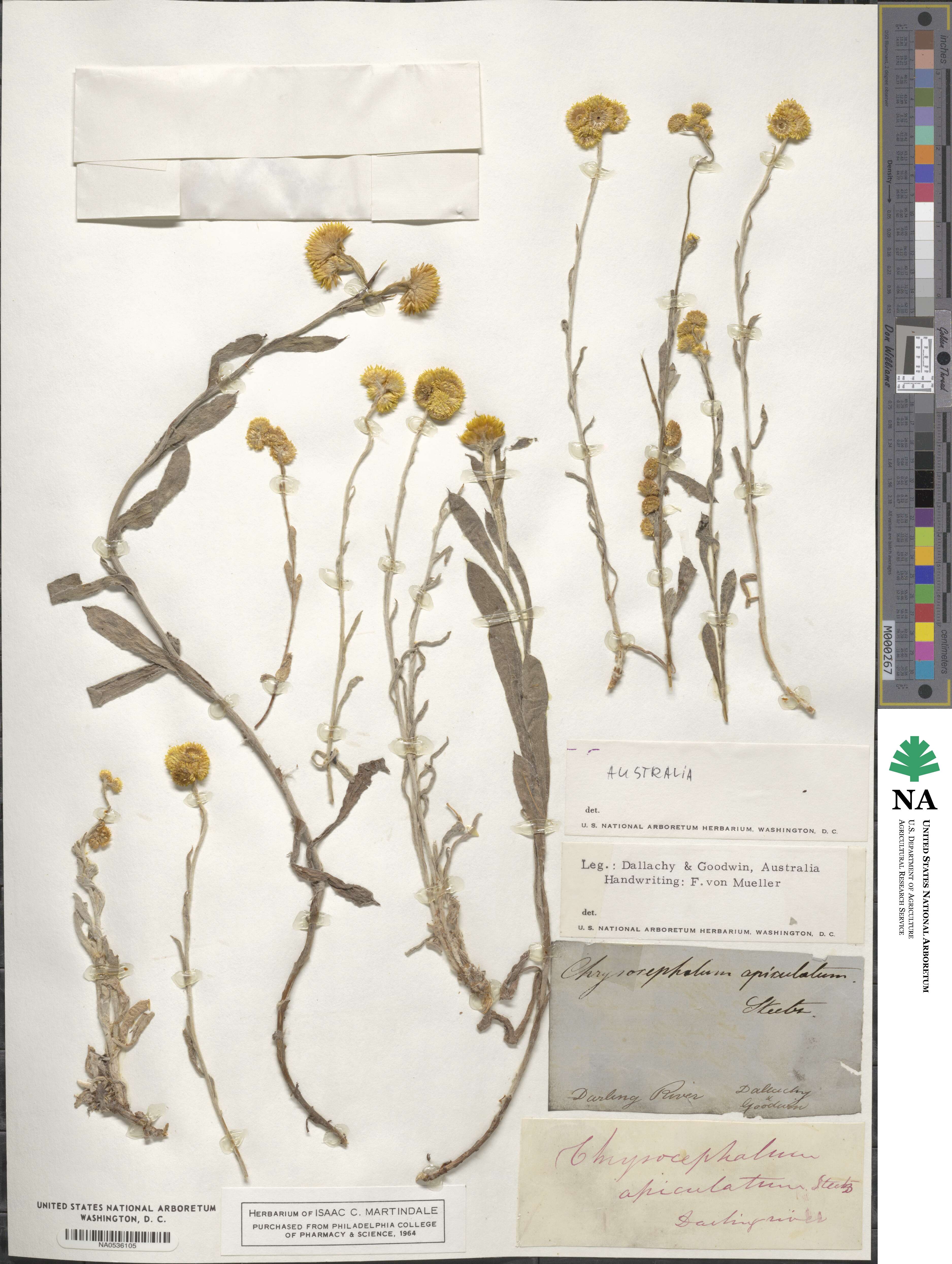 Chrysocephalum apiculatum subsp. apiculatum image