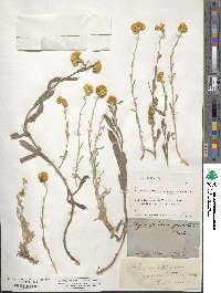 Chrysocephalum apiculatum subsp. apiculatum image