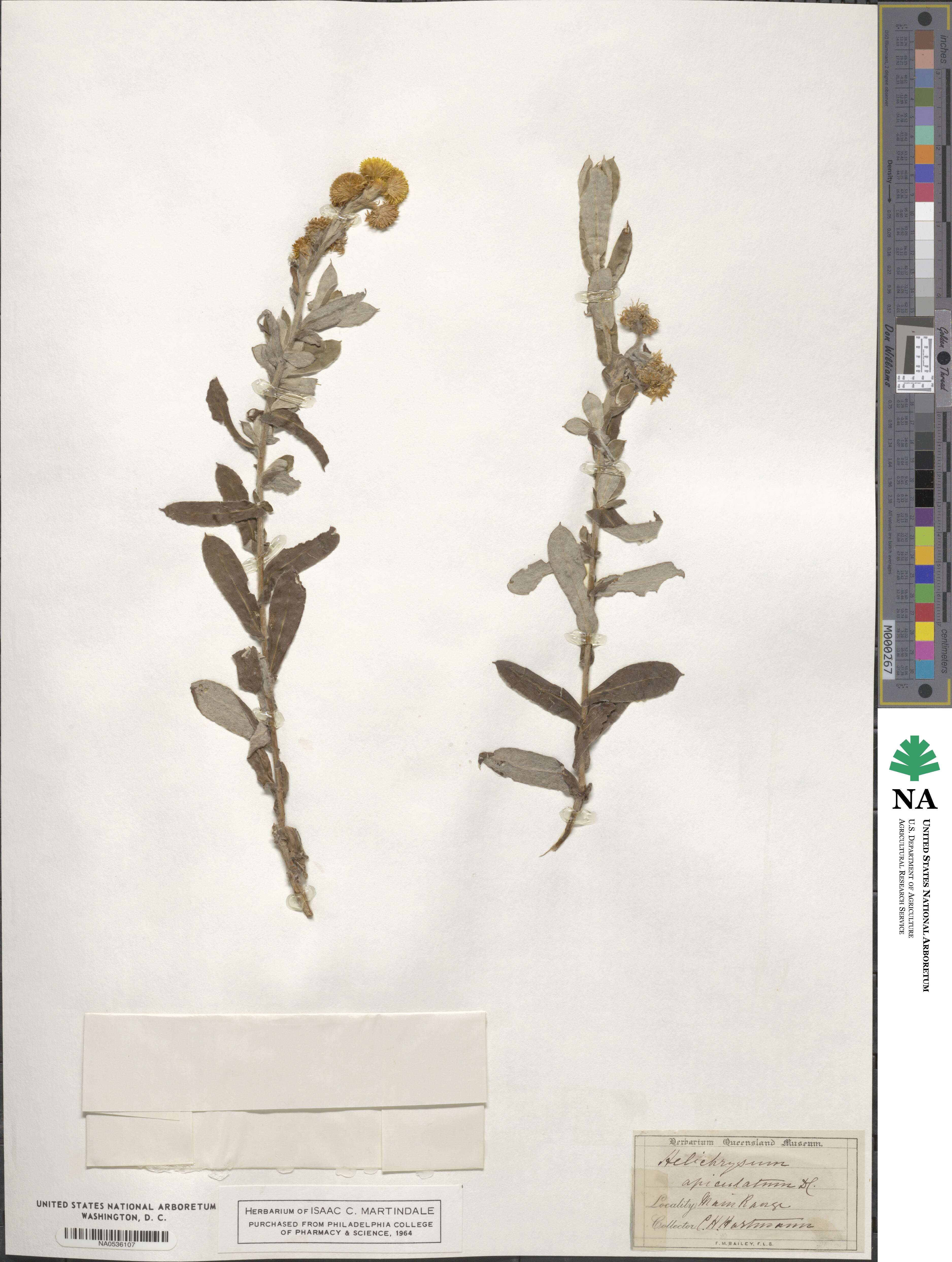 Chrysocephalum apiculatum subsp. apiculatum image