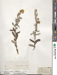 Chrysocephalum apiculatum subsp. apiculatum image