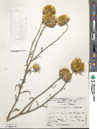 Xerochrysum bracteatum image