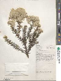 Image of Ozothamnus diosmifolius