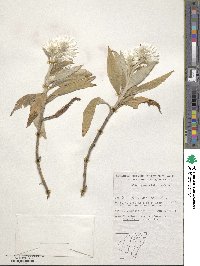 Coronidium elatum subsp. elatum image