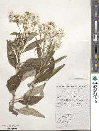 Coronidium elatum subsp. elatum image