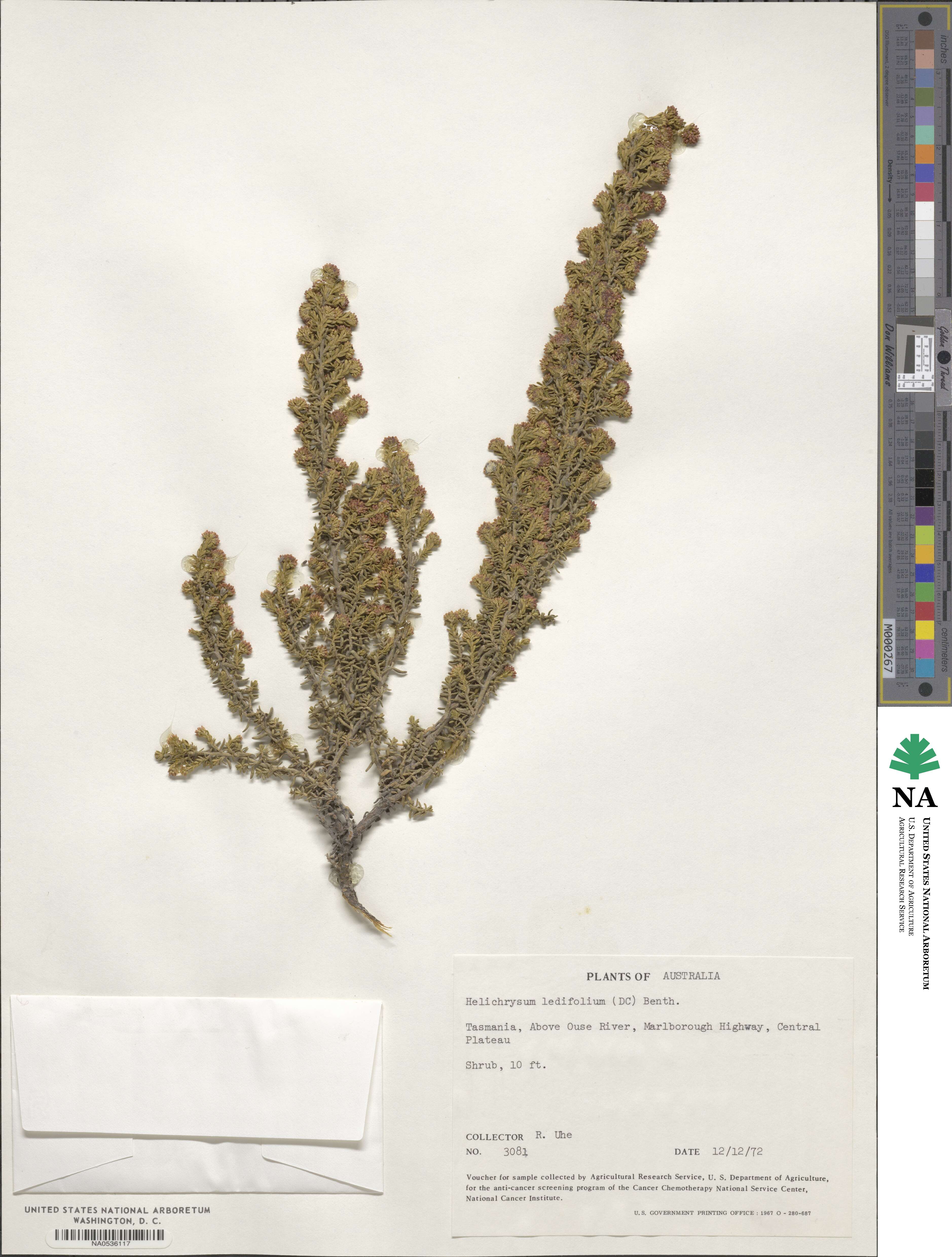 Ozothamnus ledifolius image