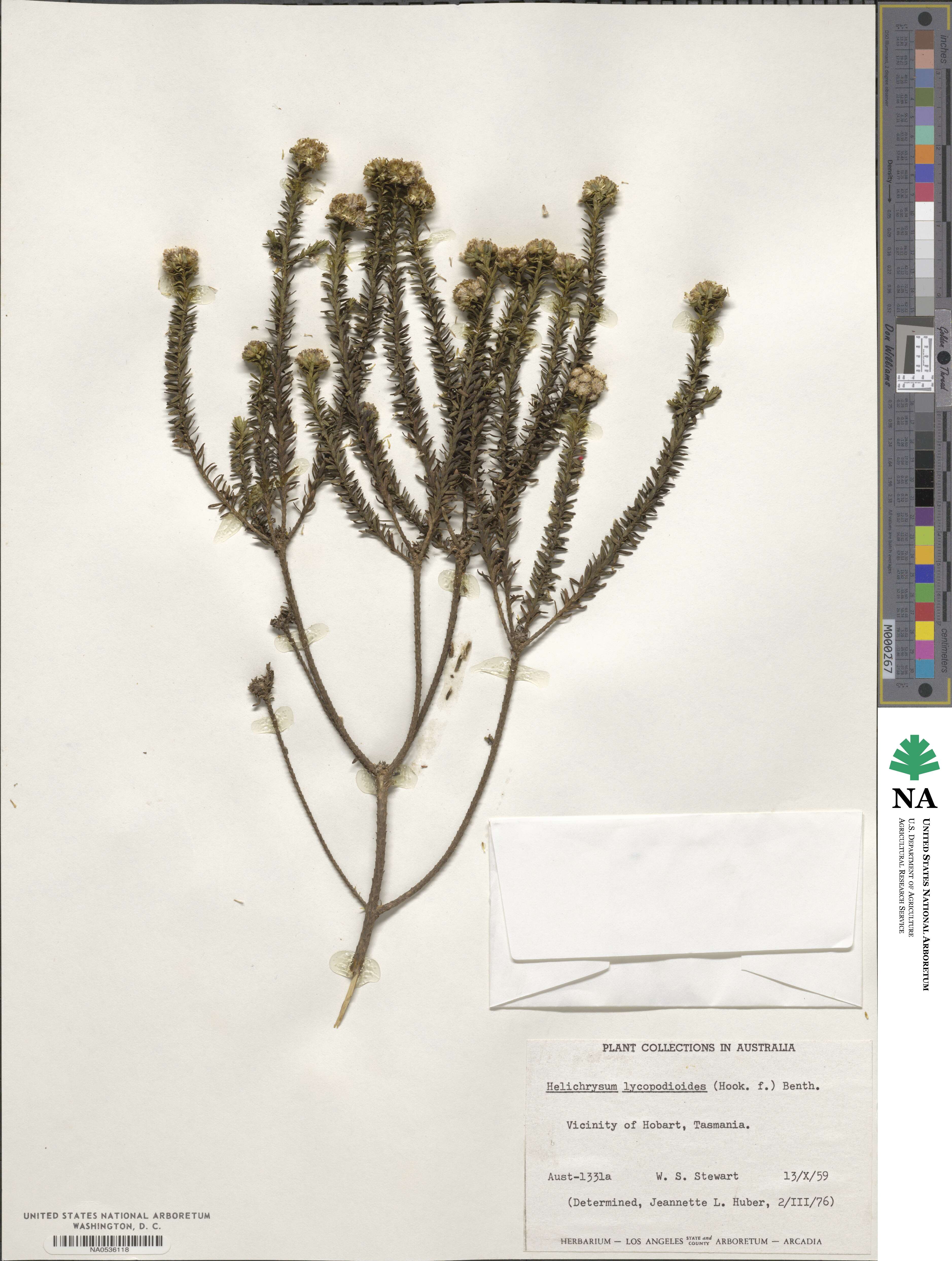 Ozothamnus lycopodioides image