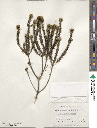 Ozothamnus lycopodioides image