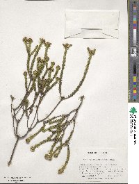 Ozothamnus lycopodioides image