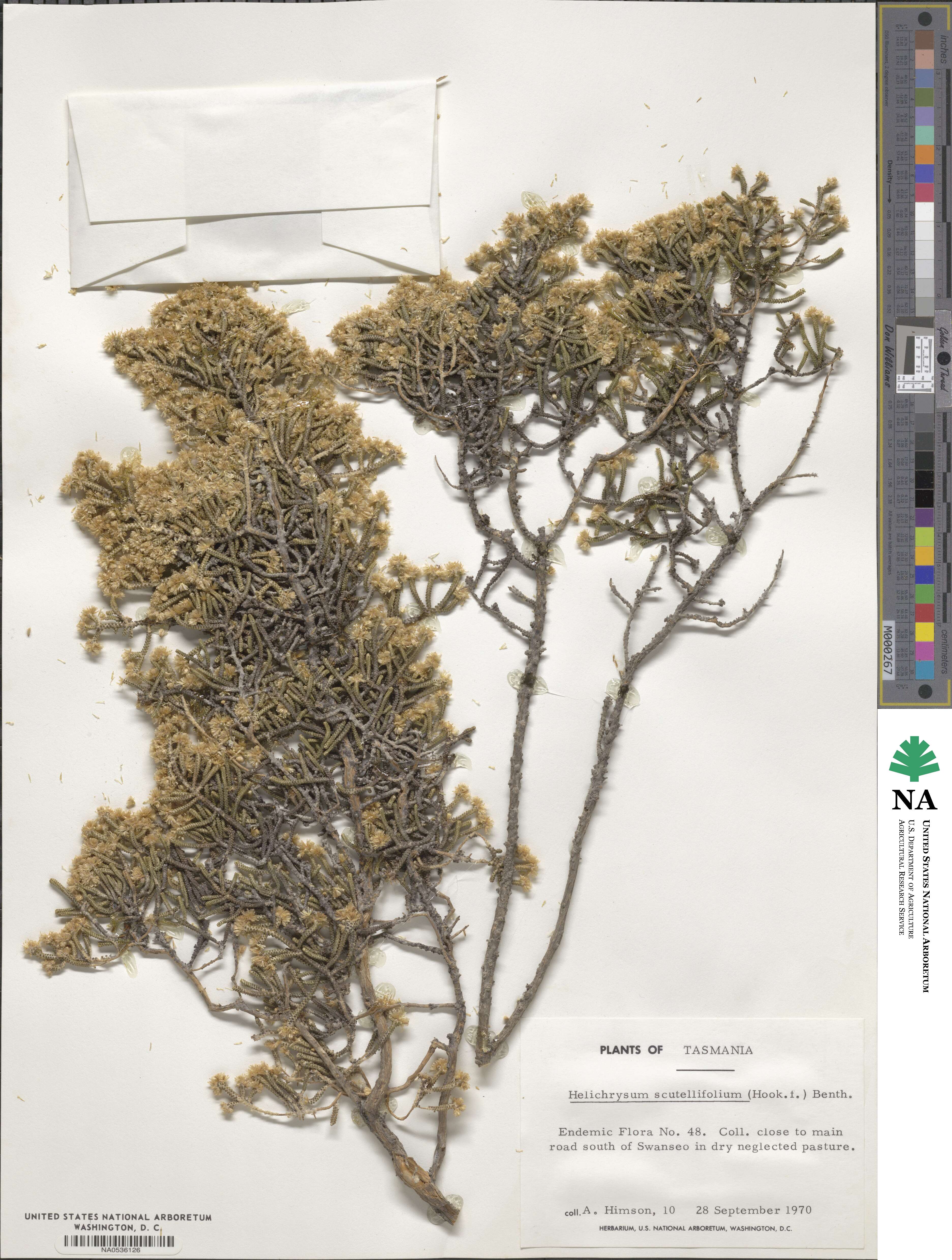 Ozothamnus scutellifolius image