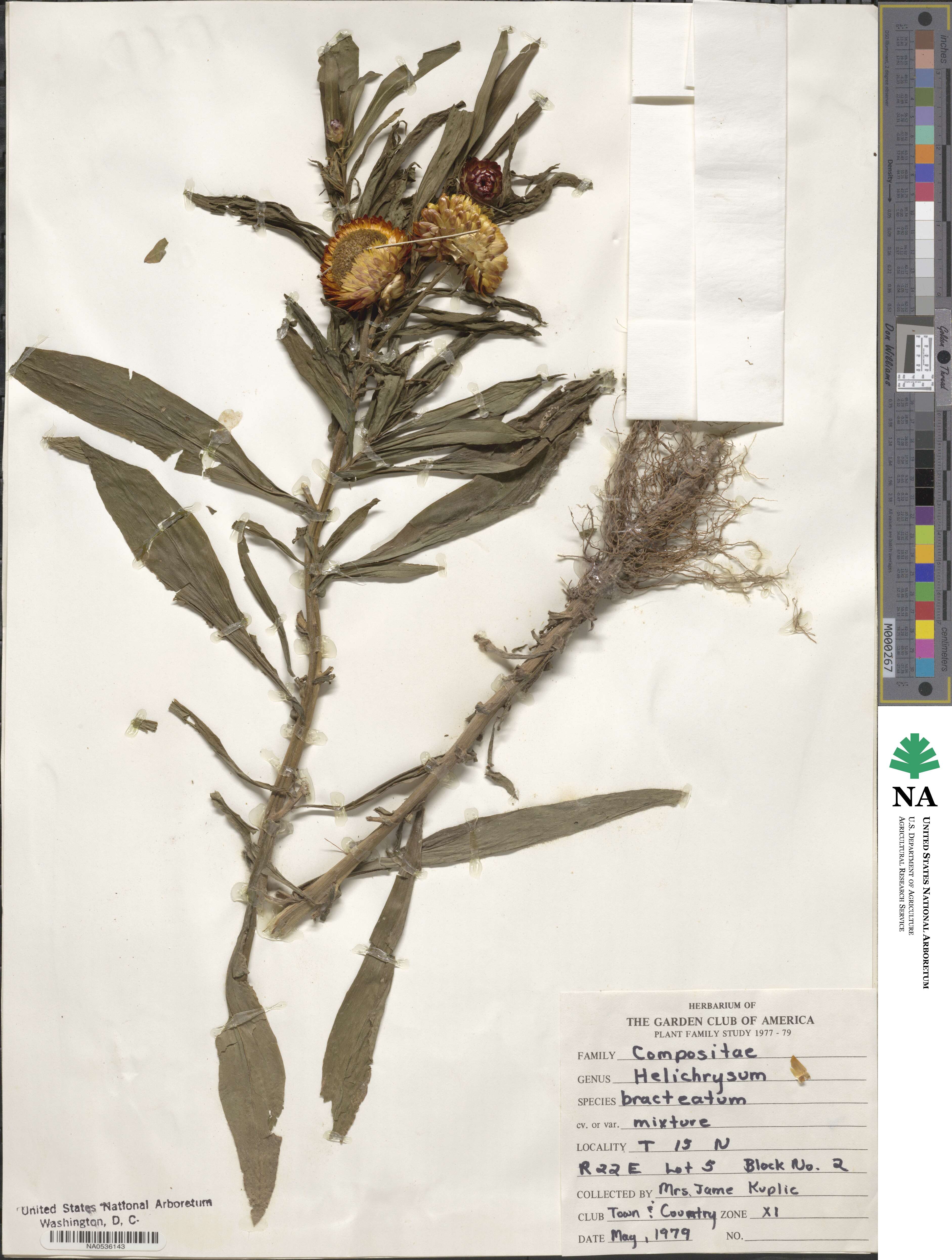 Xerochrysum bracteatum image